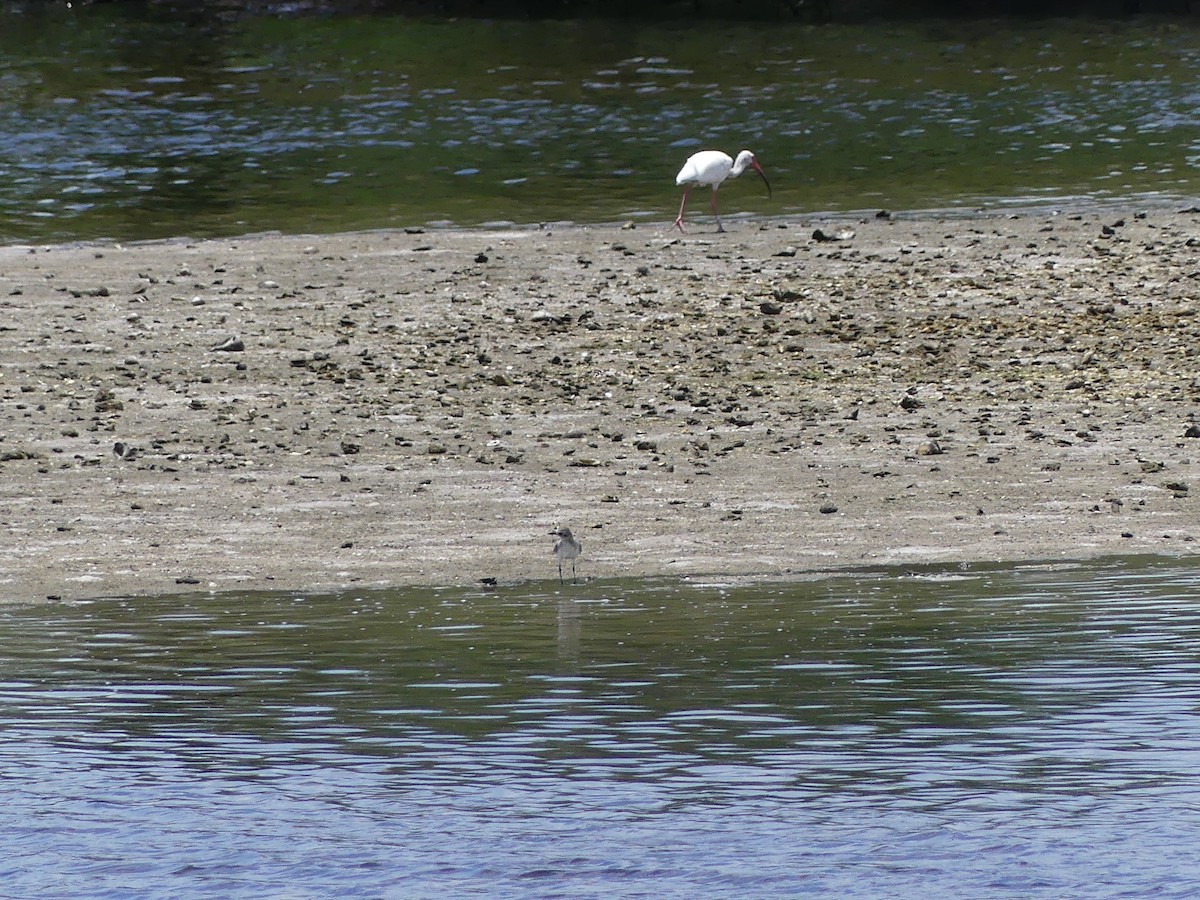 White Ibis - ML638994980