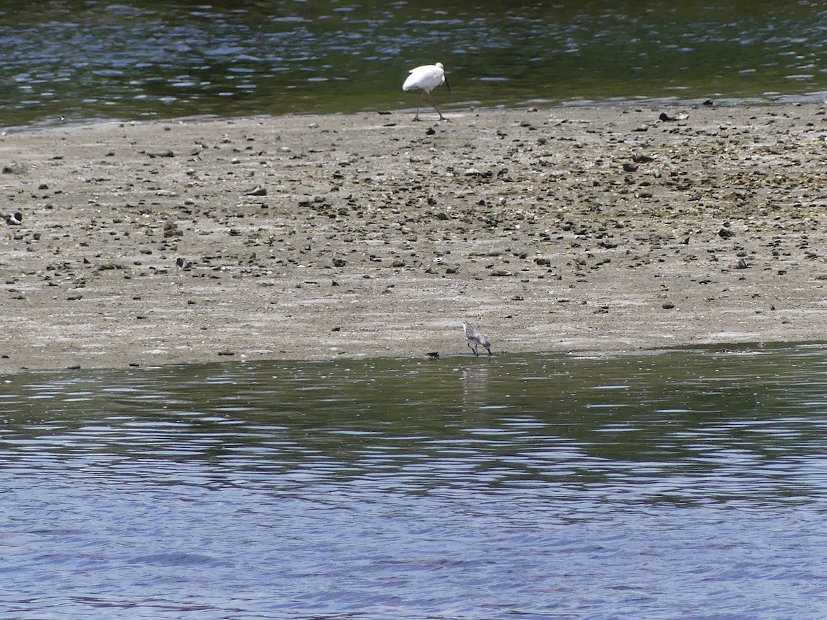 White Ibis - ML638994981