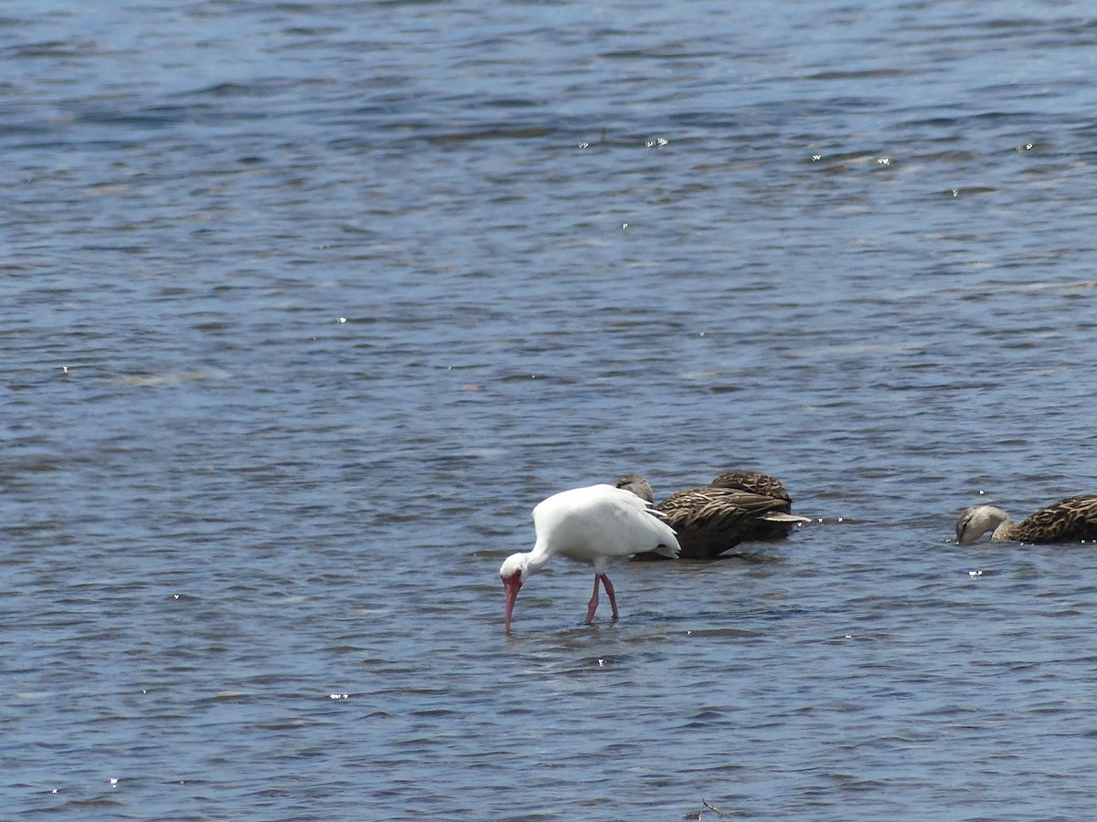 White Ibis - ML638994982
