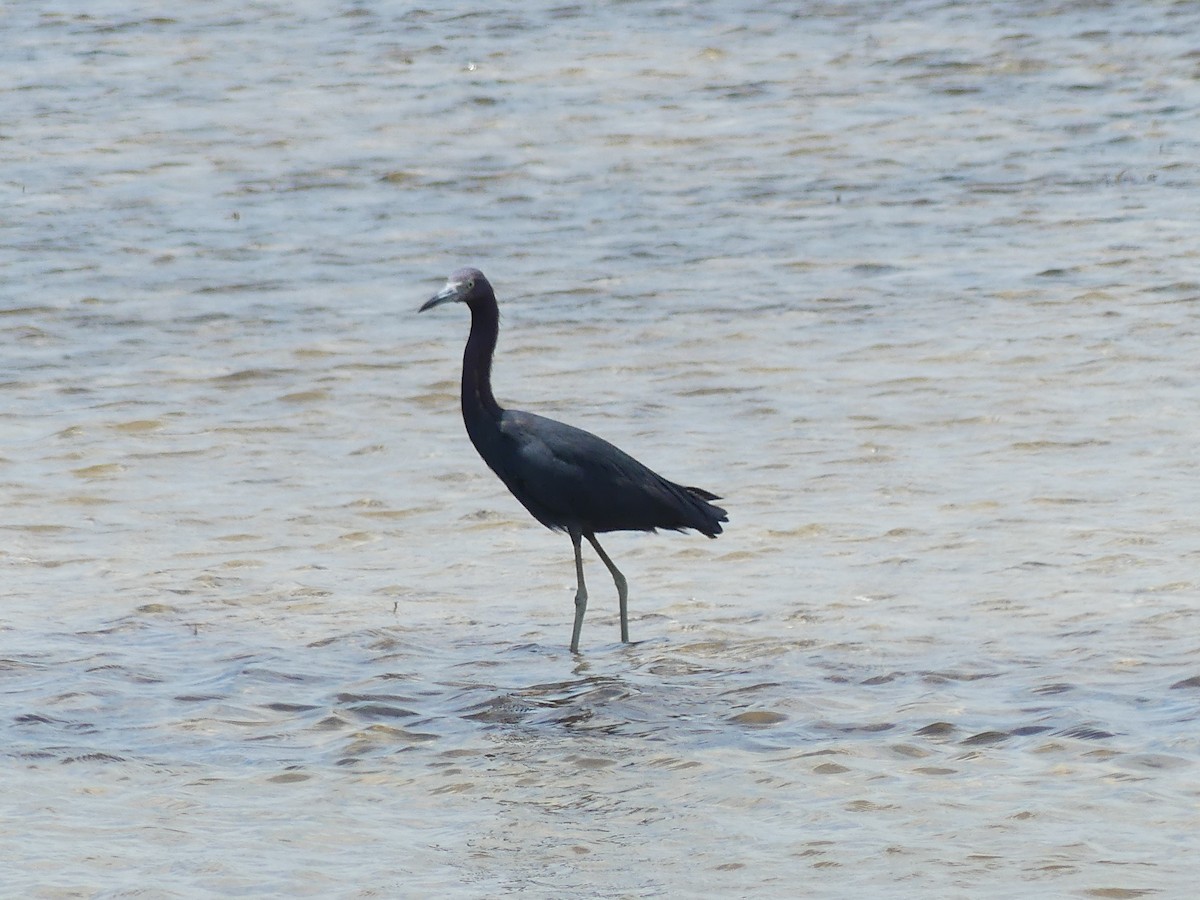 Little Blue Heron - ML638994985