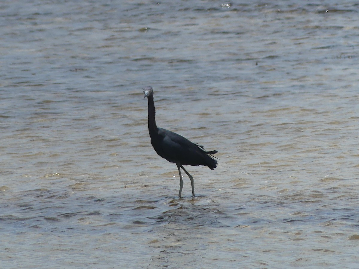 Little Blue Heron - ML638994986