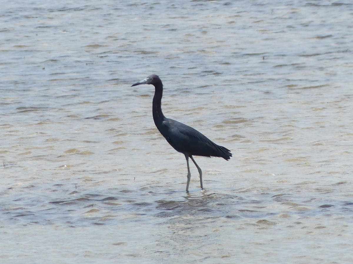 Little Blue Heron - ML638994987