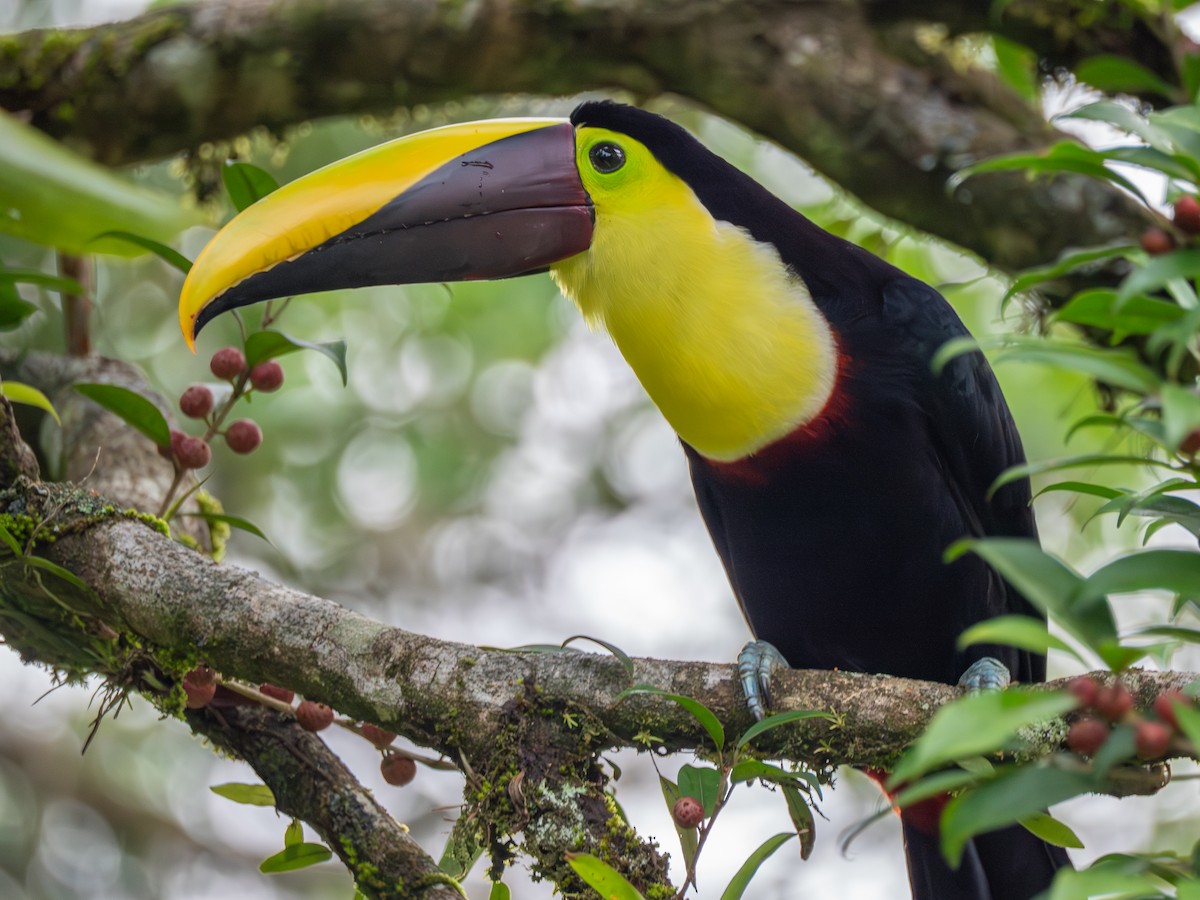Yellow-throated Toucan - ML638994991