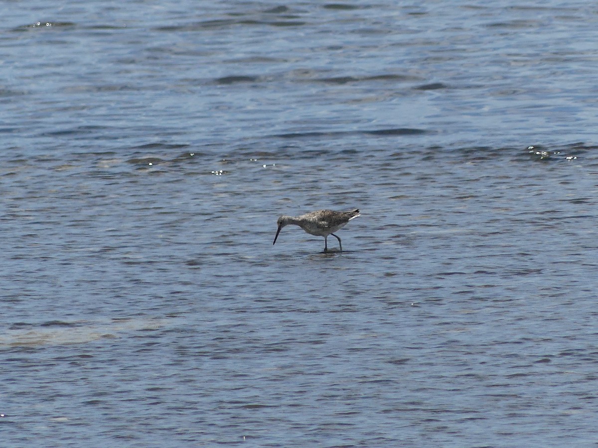 Willet - ML638995007