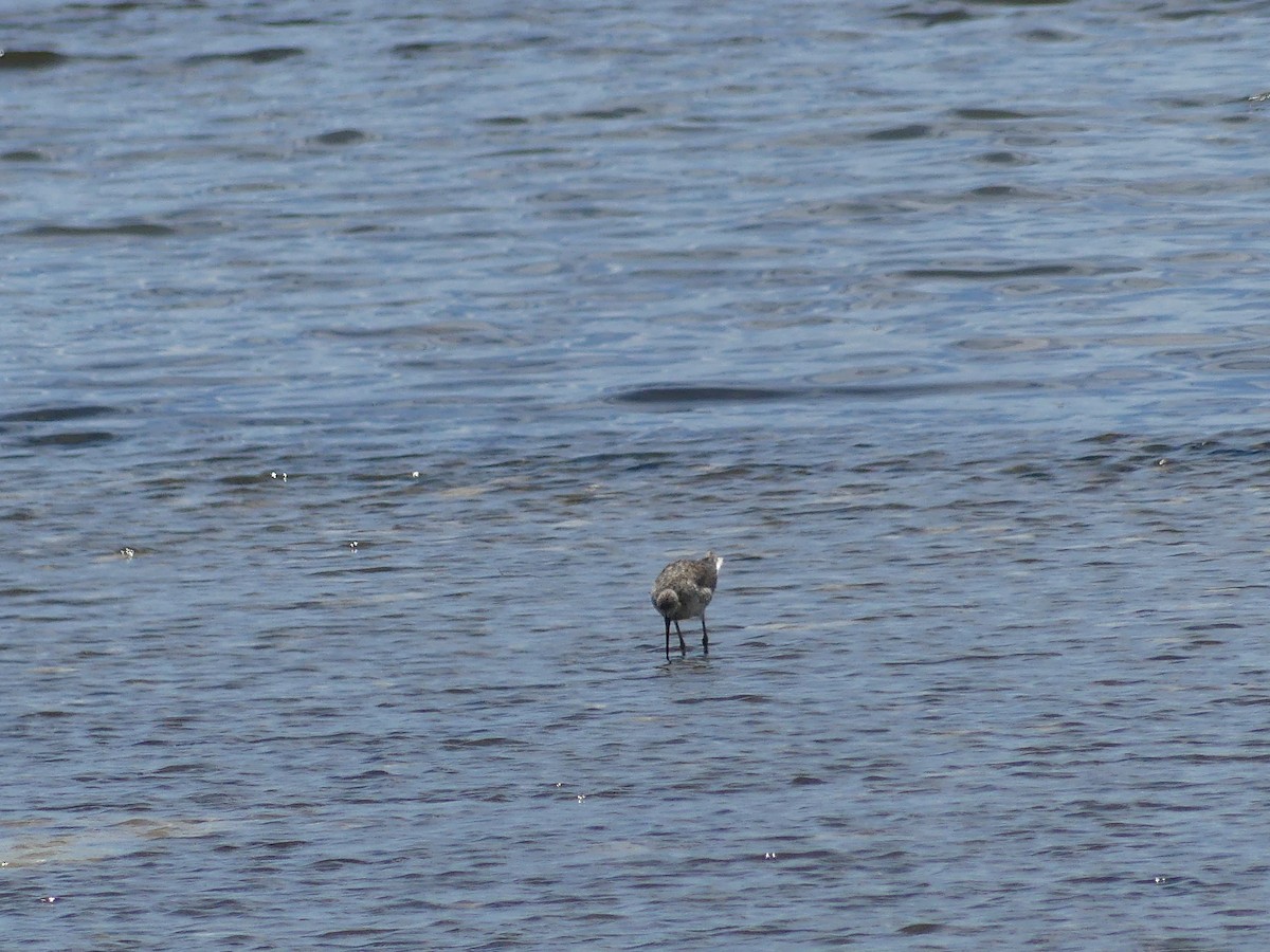 Willet - ML638995008