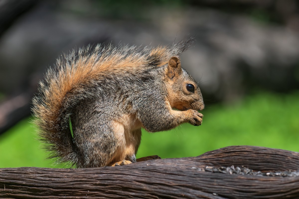 Texas Fox Squirrel - ML638995010
