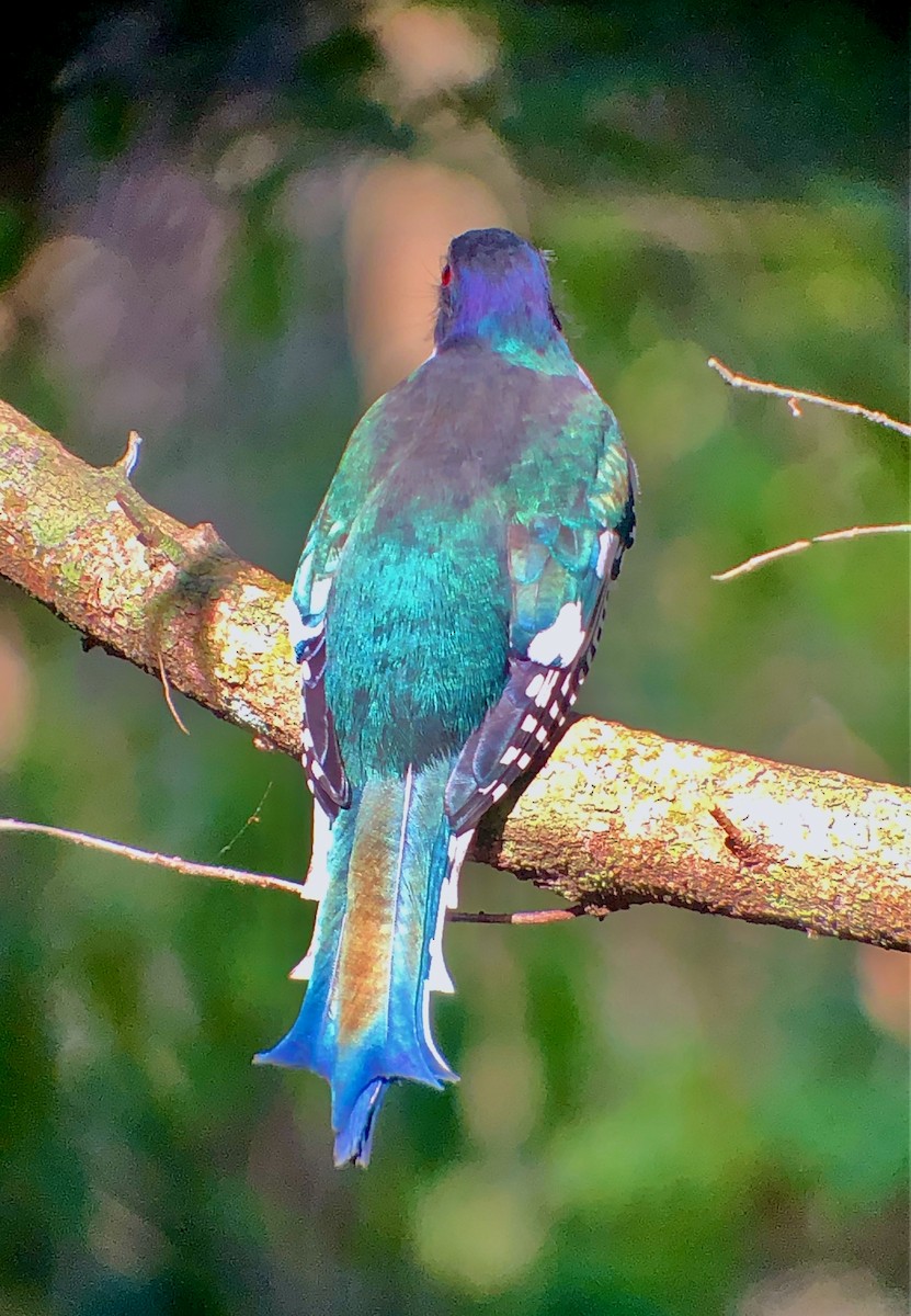 Cuban Trogon - ML638995013