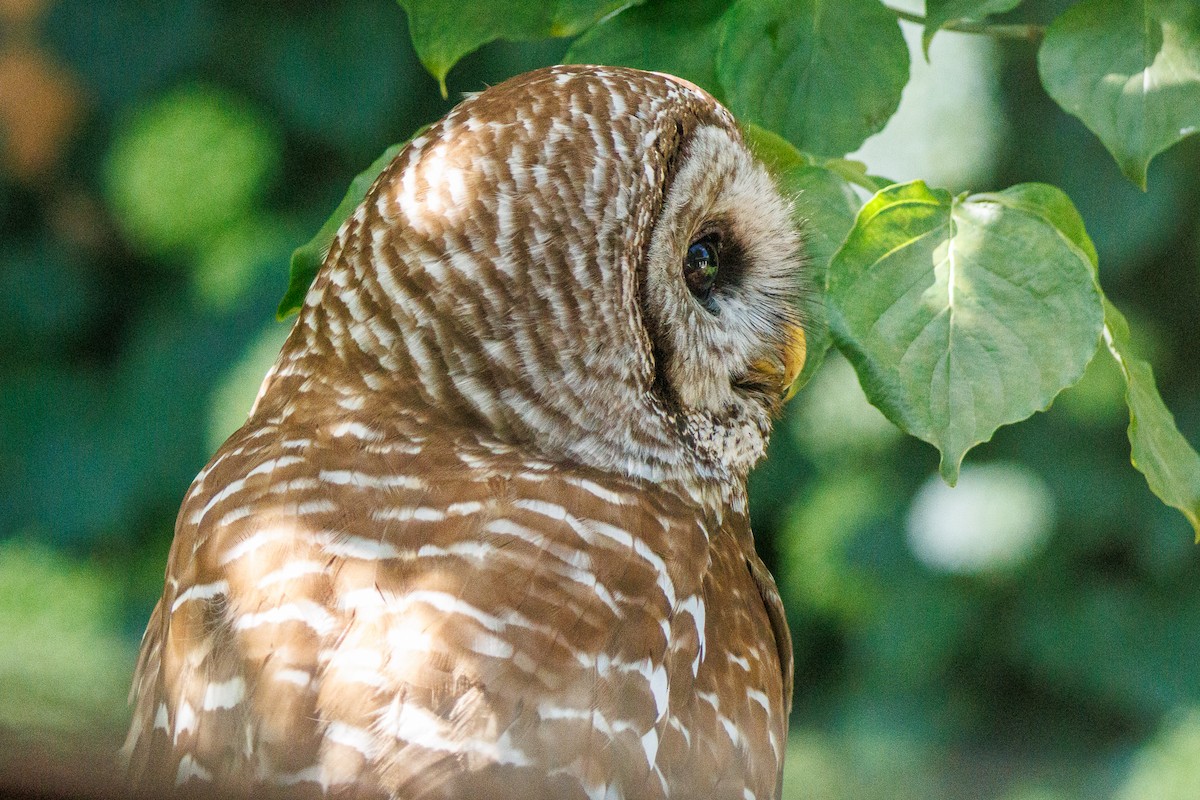 Barred Owl - ML638995015
