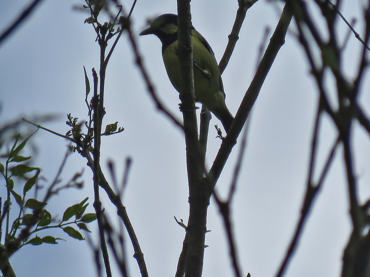 Elegant Tit - ML638995022