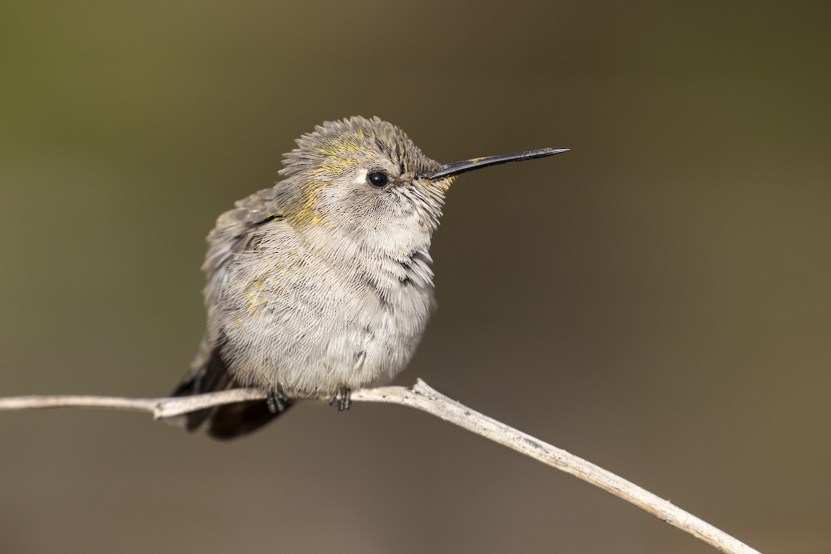 Costa's Hummingbird - ML638995025