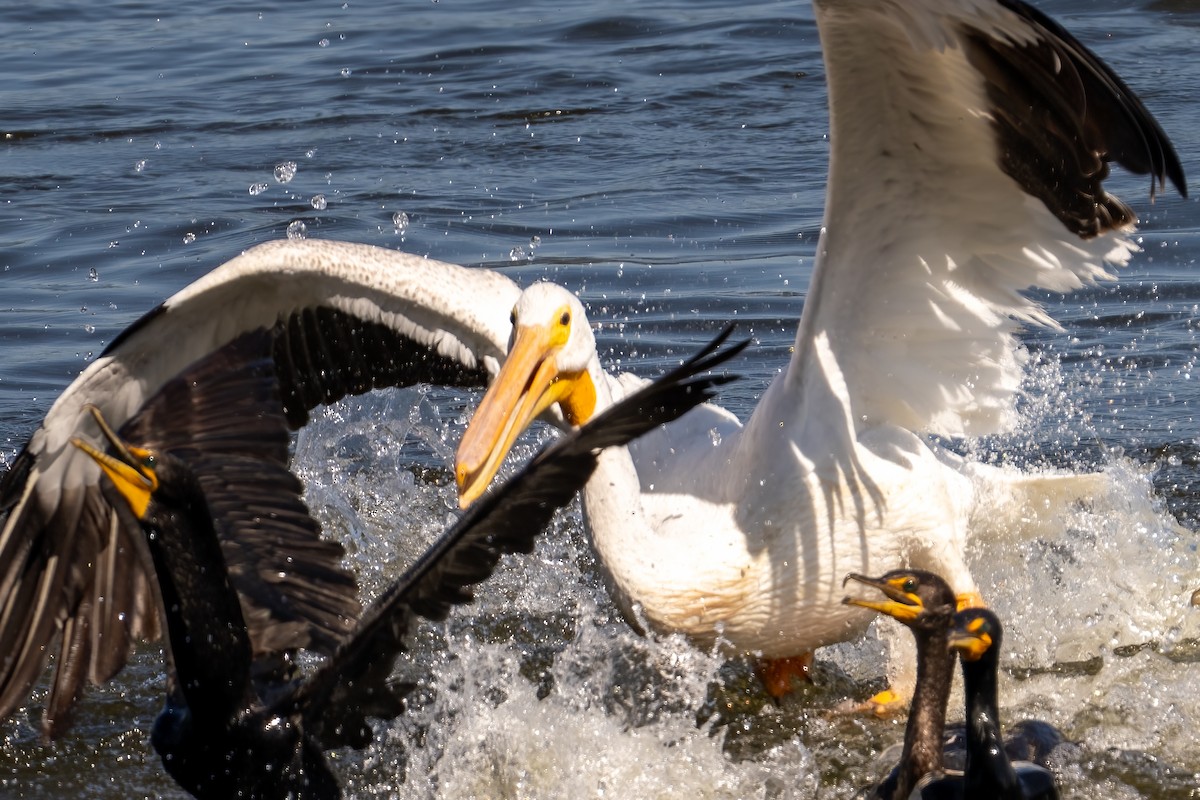 American White Pelican - ML638995026