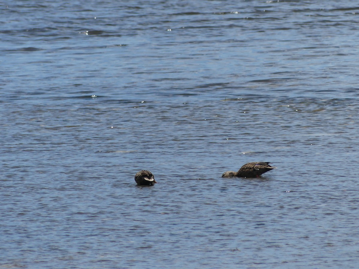 Mottled Duck - ML638995038