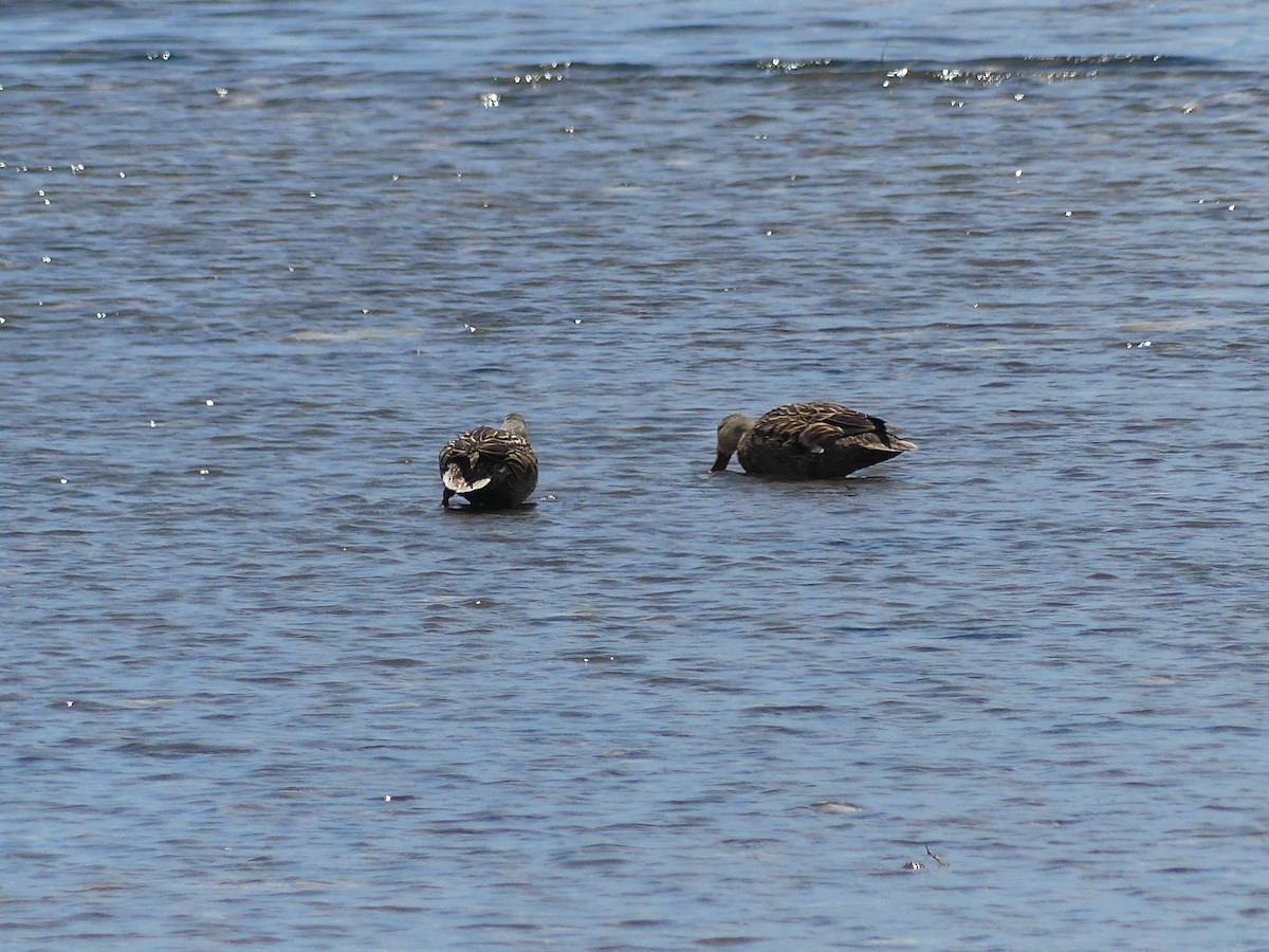 Mottled Duck - ML638995039