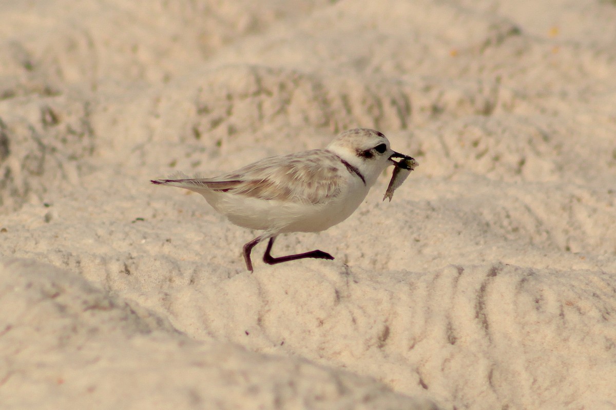 Snowy Plover - ML638995049
