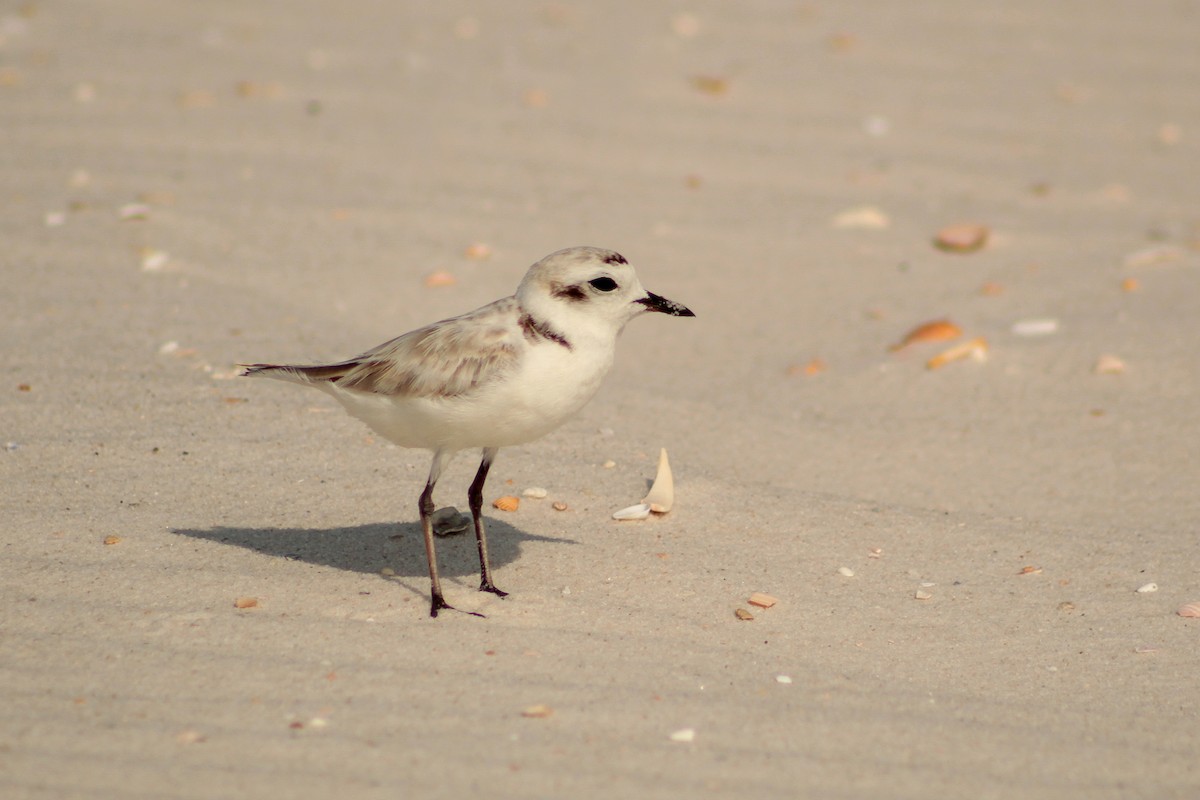 Snowy Plover - ML638995050
