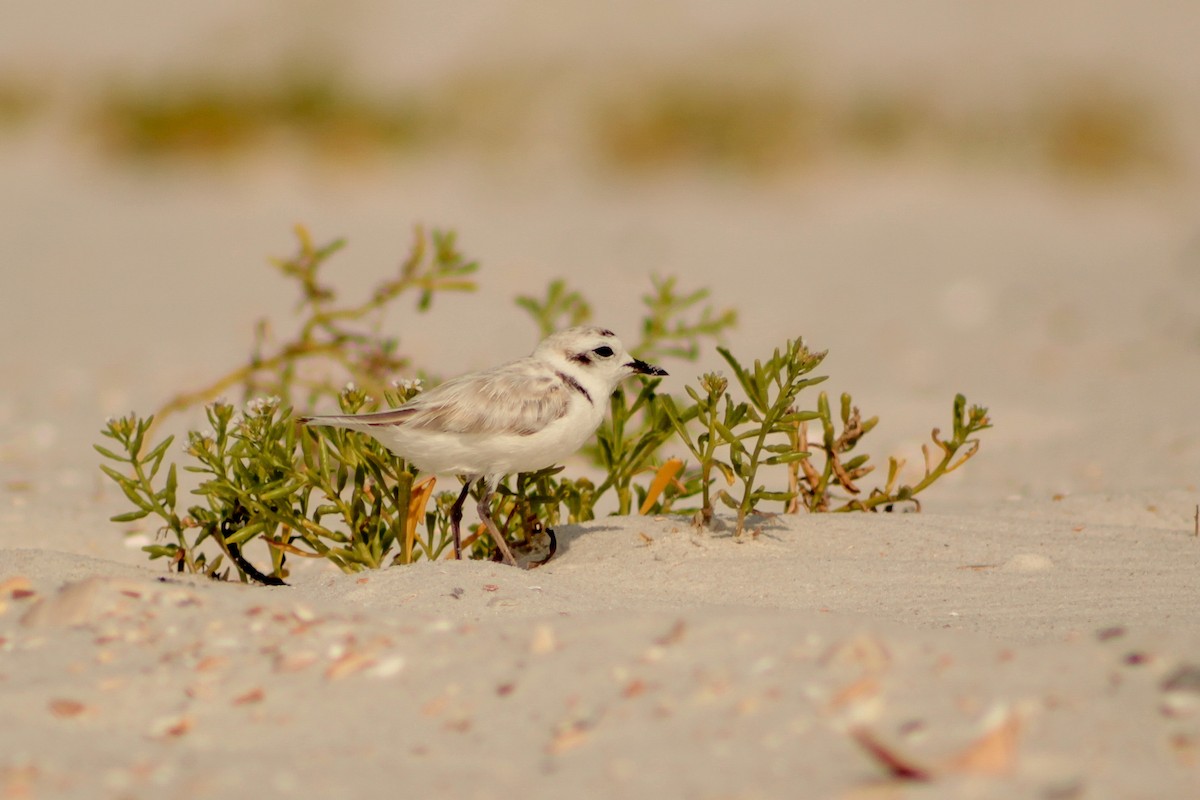 Snowy Plover - ML638995051