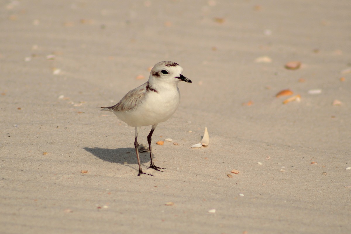 Snowy Plover - ML638995052