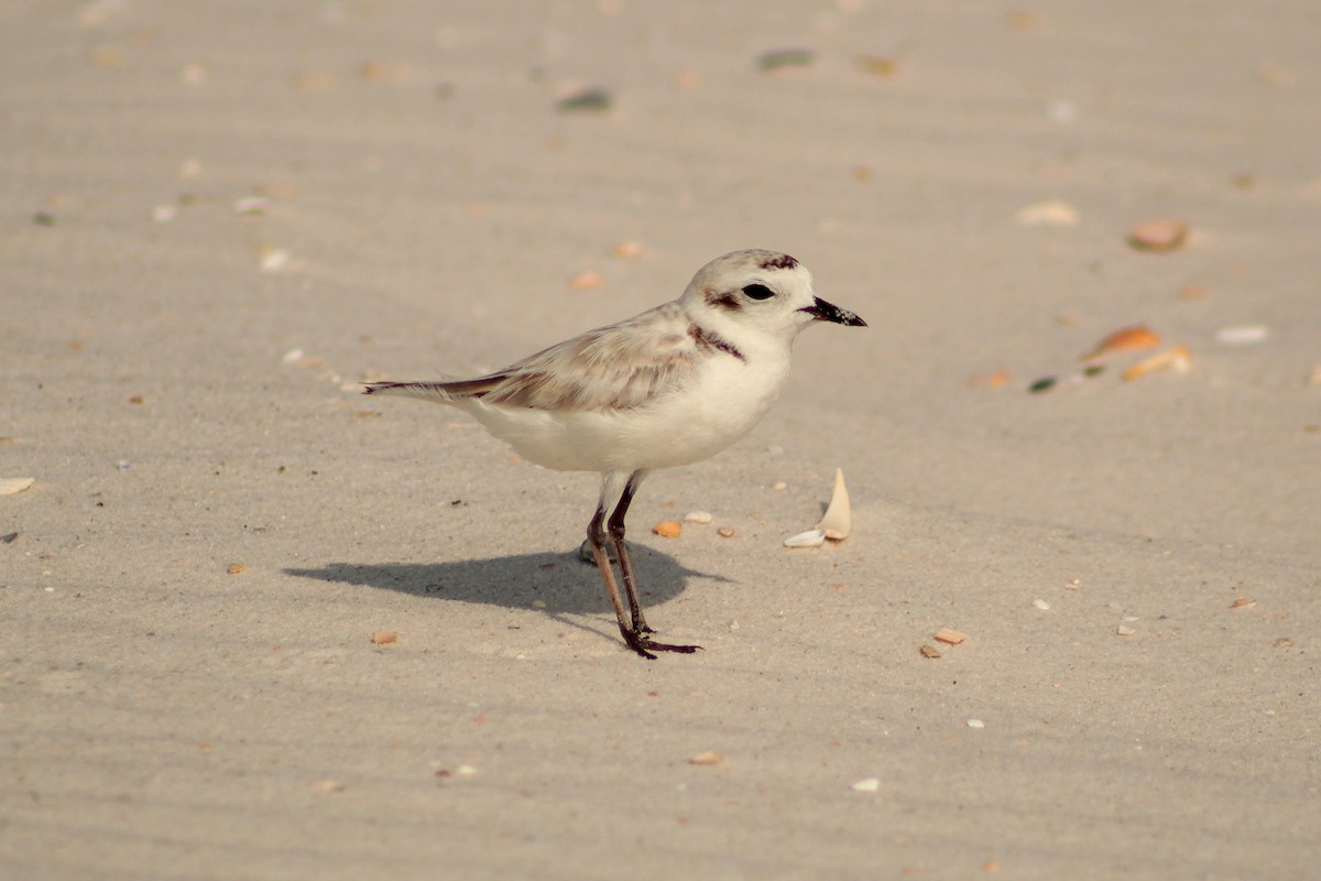 Snowy Plover - ML638995053