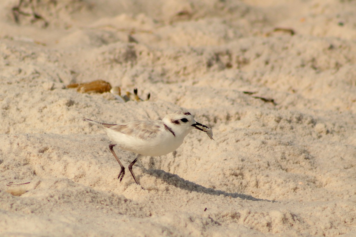 Snowy Plover - ML638995054