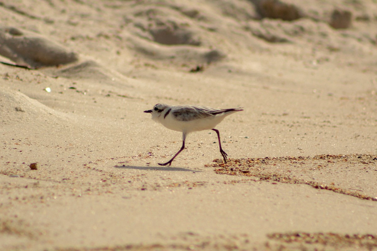 Snowy Plover - ML638995056