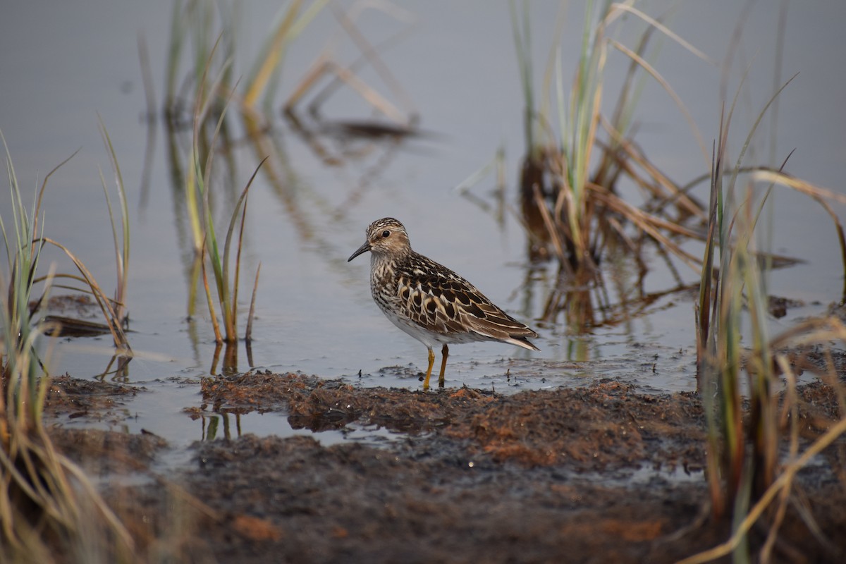Least Sandpiper - ML638995085