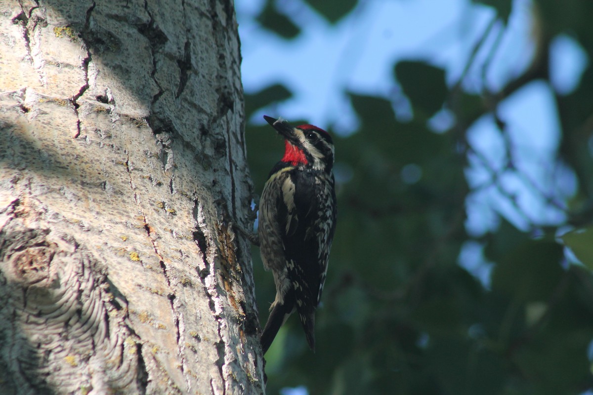 Yellow-bellied Sapsucker - ML638995086