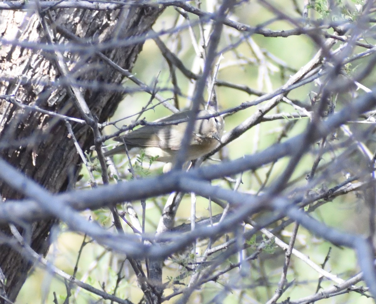 Warbling Vireo - ML638995099