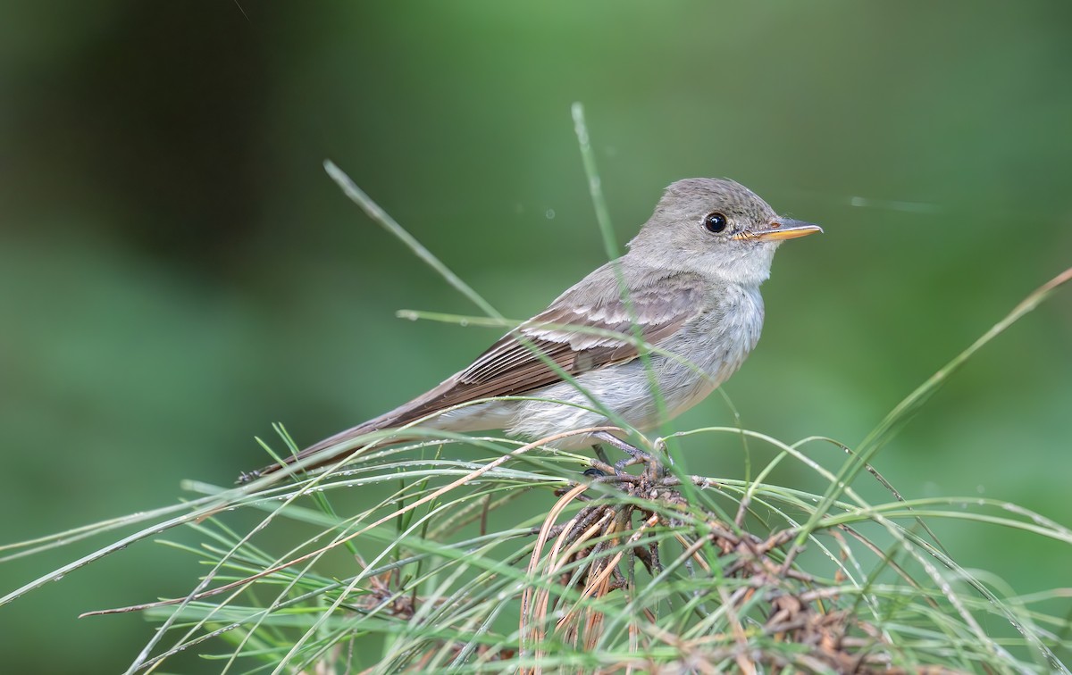 Eastern Wood-Pewee - ML638995138