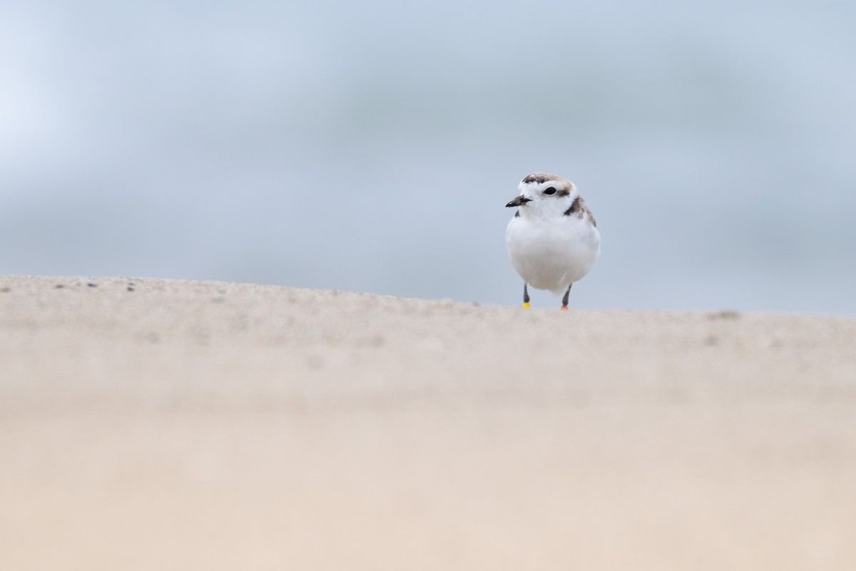 Snowy Plover (Northern) - ML638995159