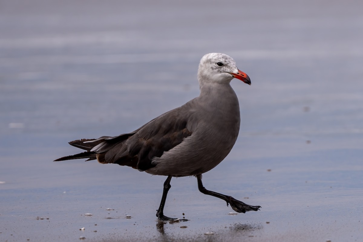 Heermann's Gull - ML638995165