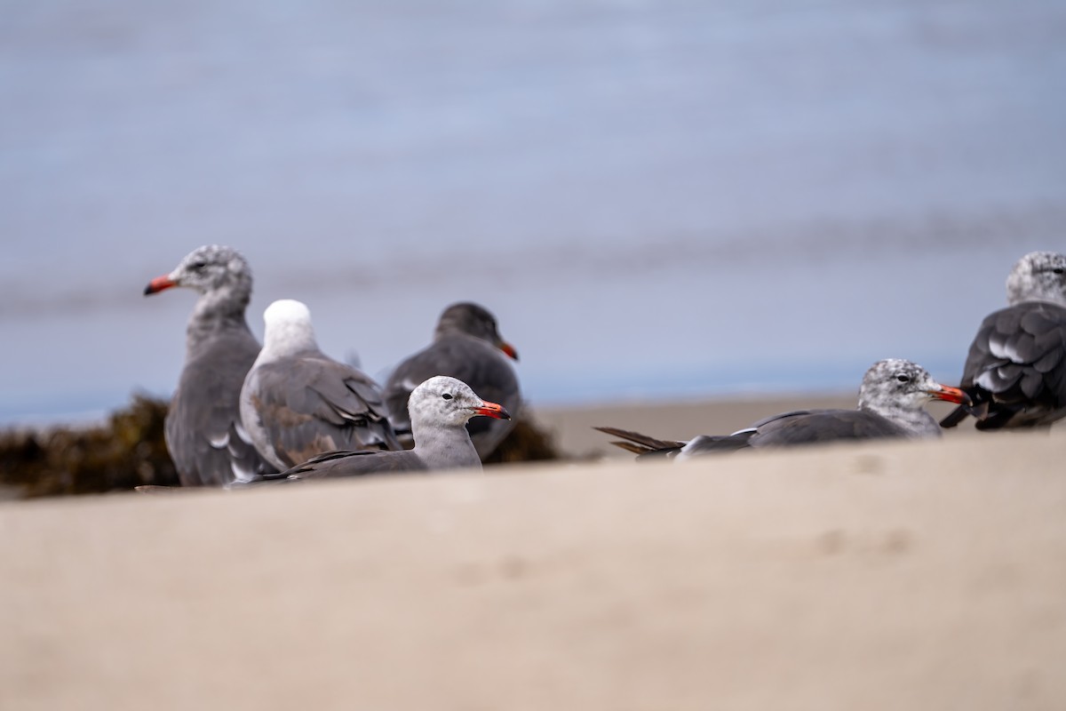 Heermann's Gull - ML638995168