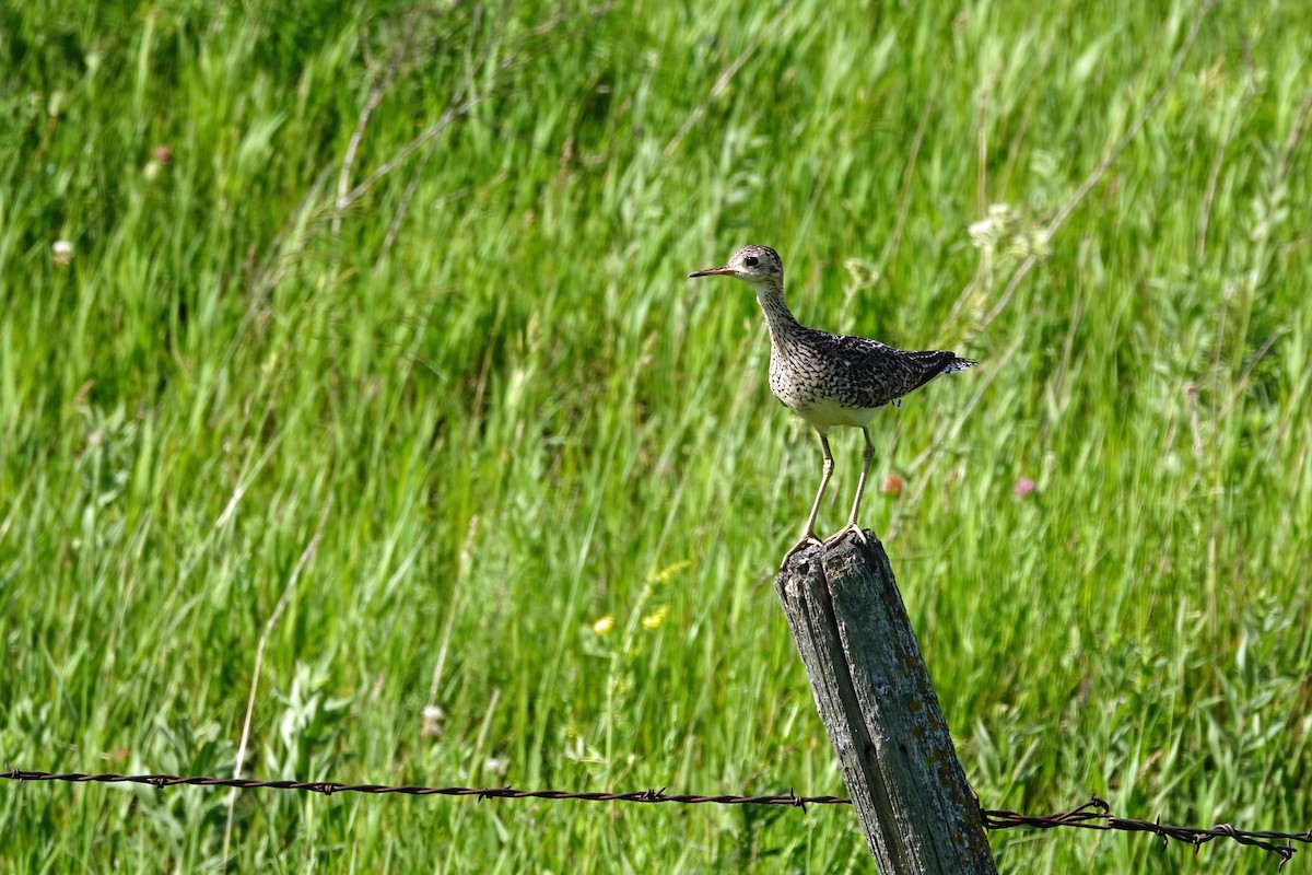 Upland Sandpiper - ML638995172