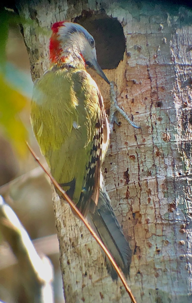 Cuban Green Woodpecker - ML638995197