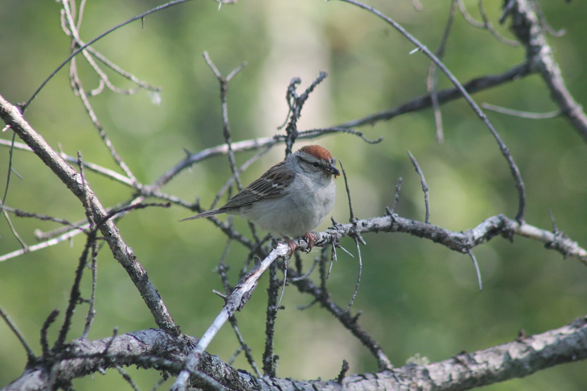 Chipping Sparrow - ML638995202