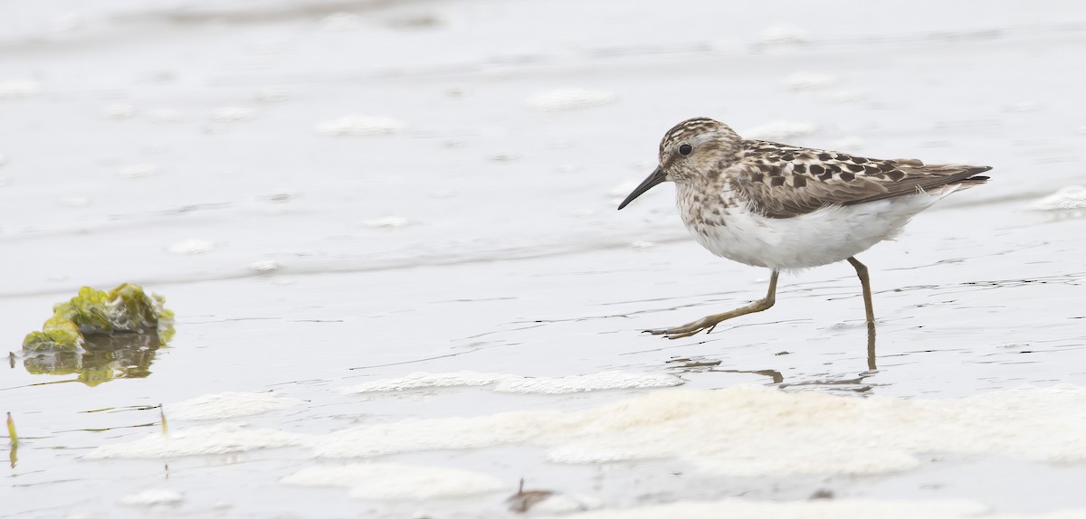 Least Sandpiper - ML638995209