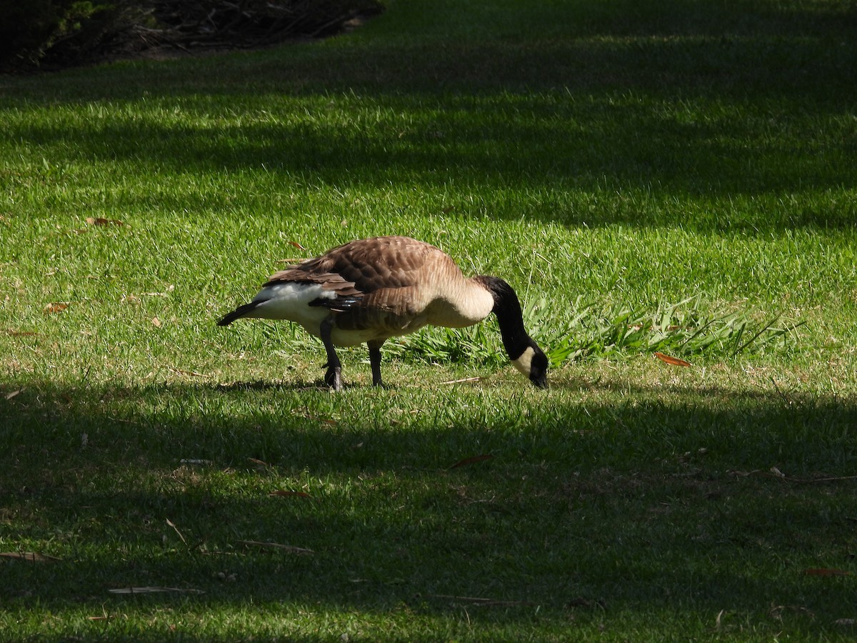Branta kanadar handia - ML638995246