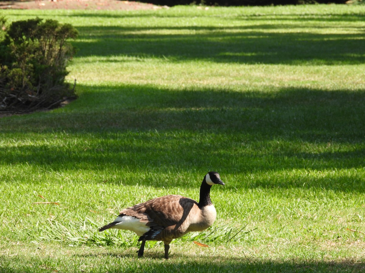 Branta kanadar handia - ML638995247