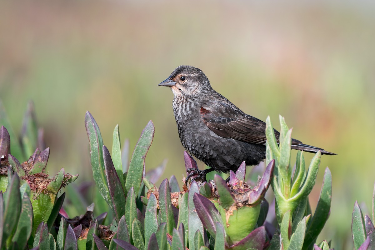 Red-winged Blackbird (California Bicolored) - ML638995258