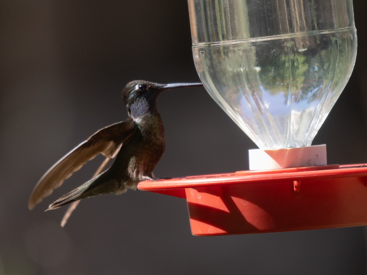 Rivoli's Hummingbird - ML638995259