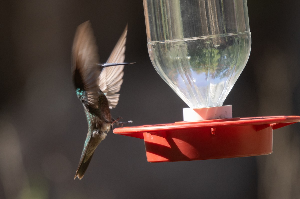 Rivoli's Hummingbird - ML638995260