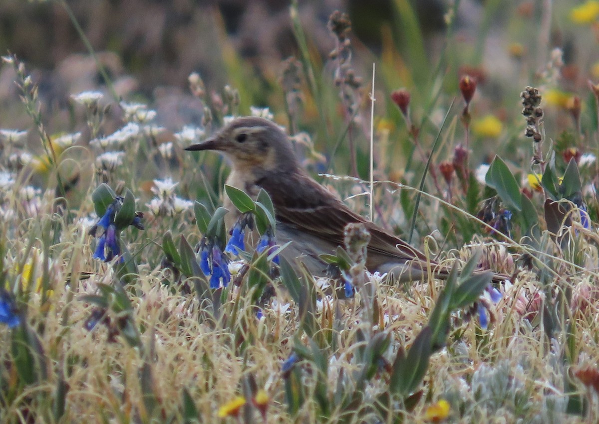 Horned Lark - ML638995266