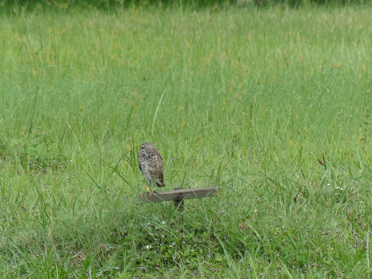 Burrowing Owl - ML638995281