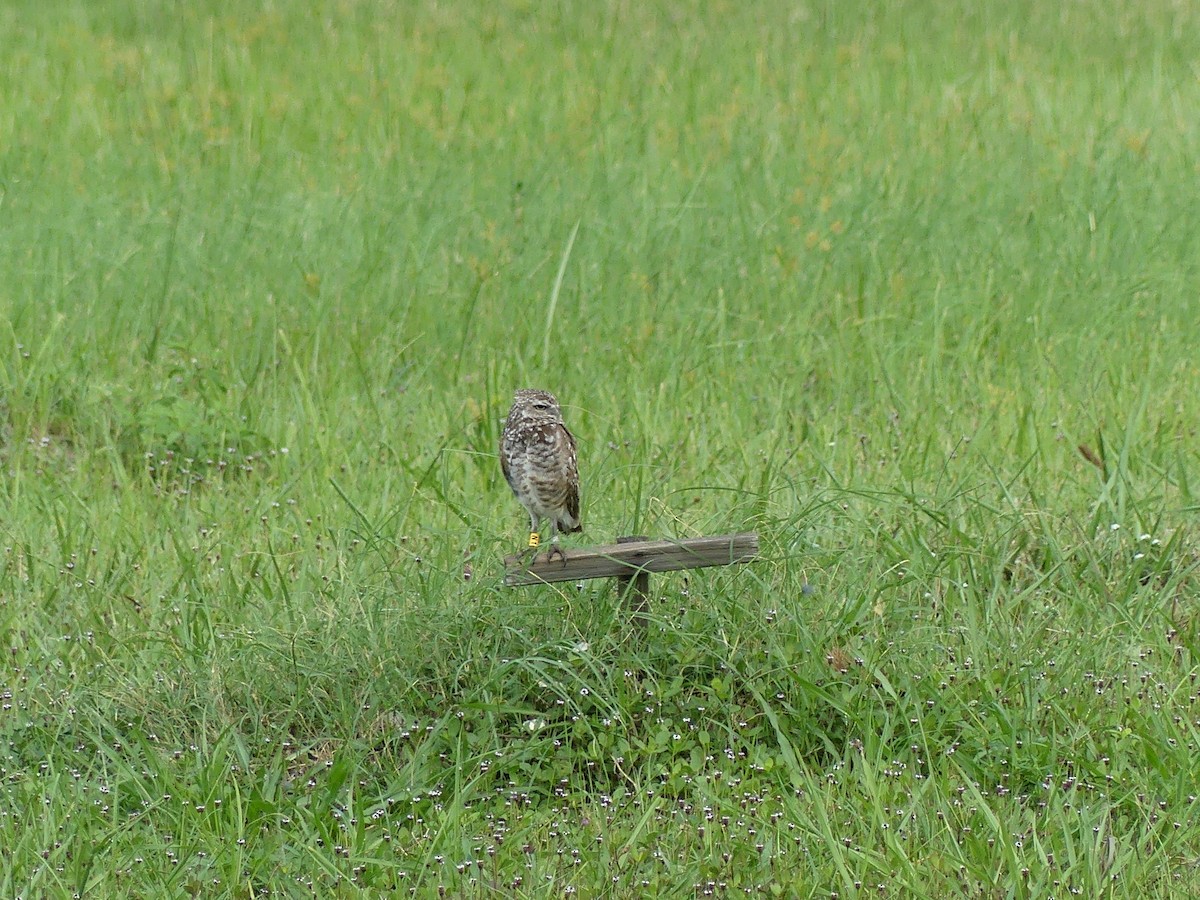 Burrowing Owl - ML638995282