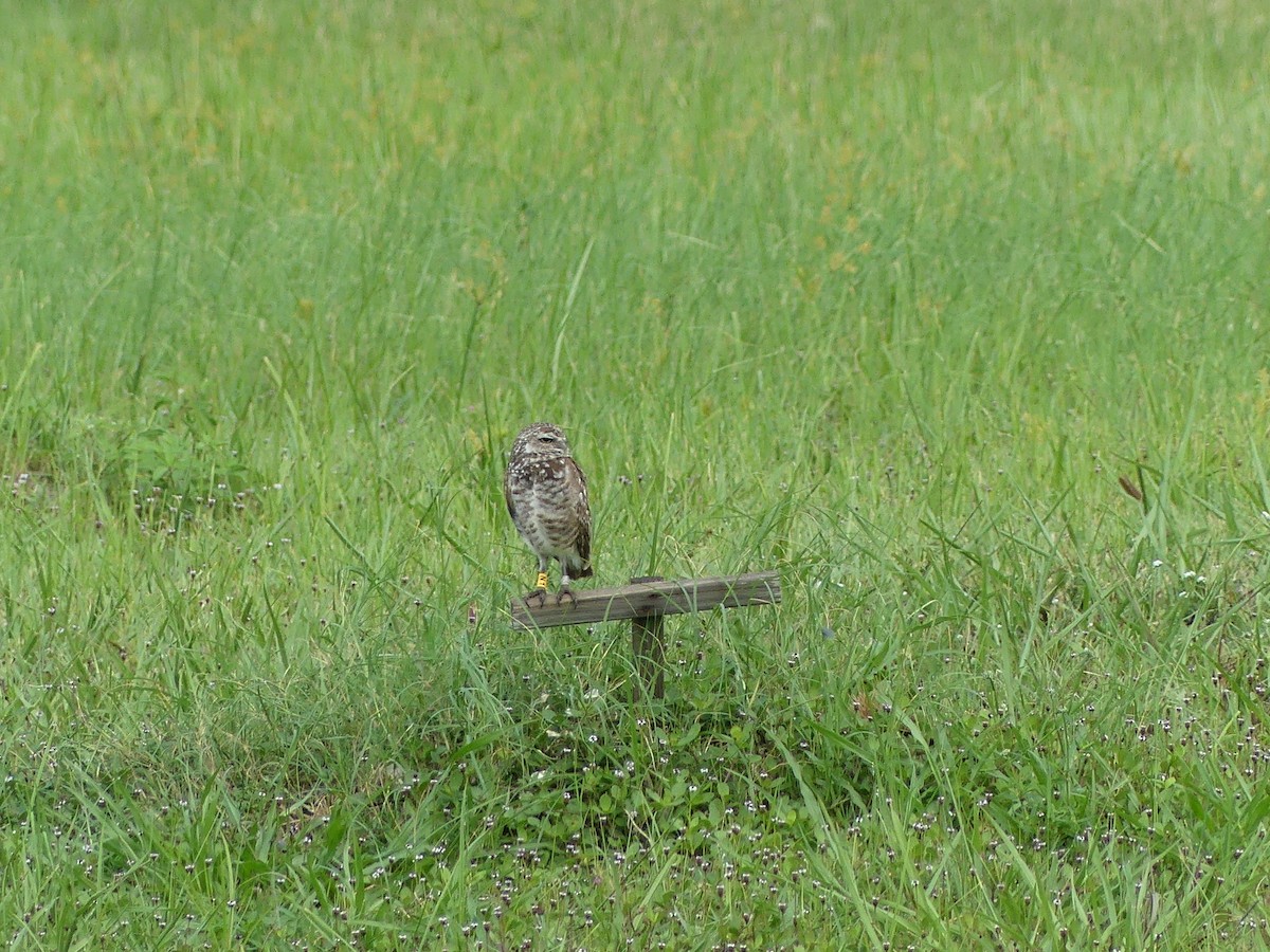 Burrowing Owl - ML638995283