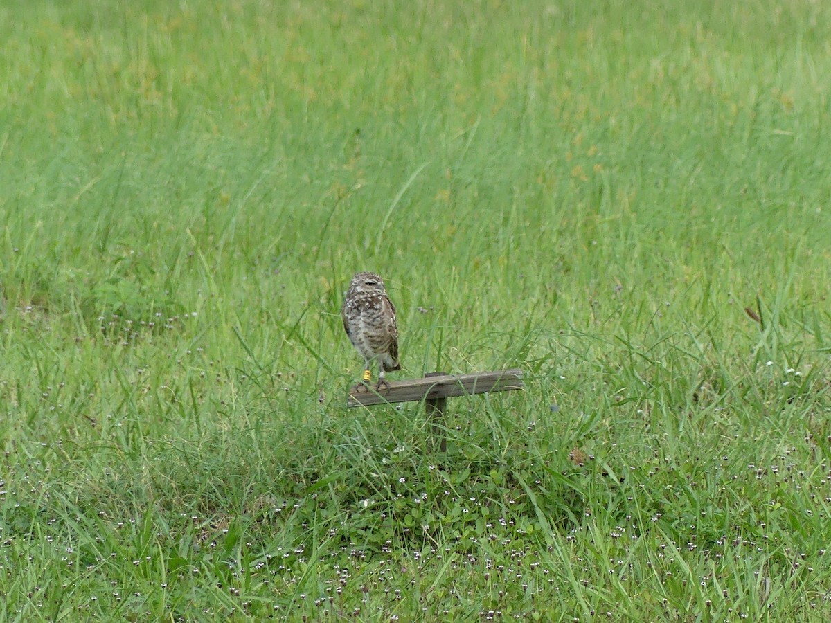 Burrowing Owl - ML638995284