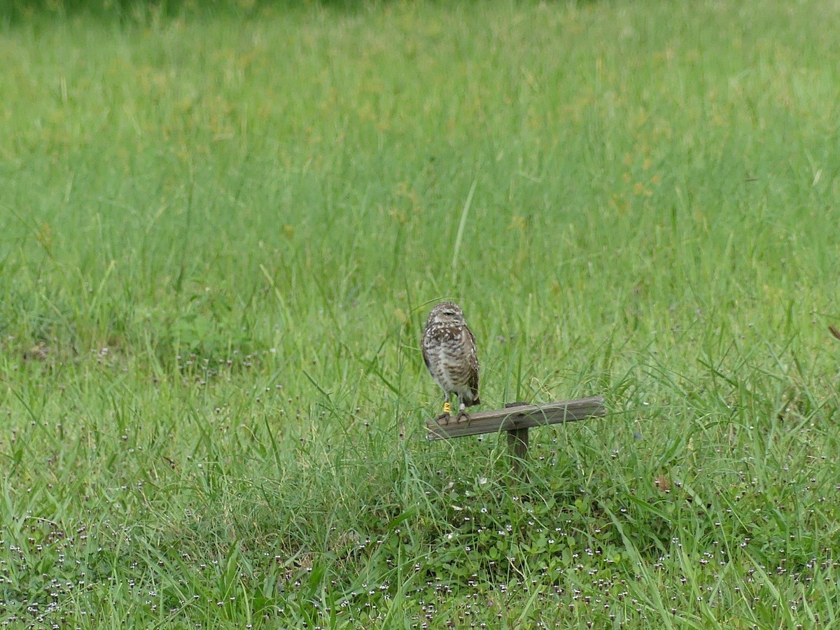 Burrowing Owl - ML638995285