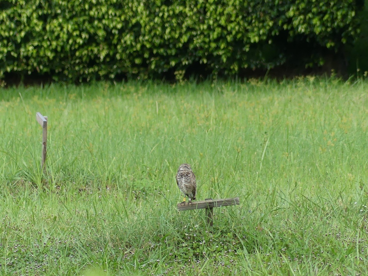 Burrowing Owl - ML638995286