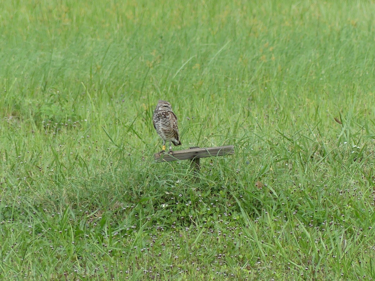 Burrowing Owl - ML638995287