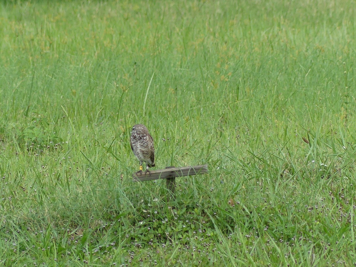 Burrowing Owl - ML638995289