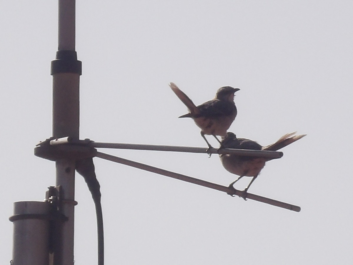 Tropical Mockingbird (Southern) - ML638995293